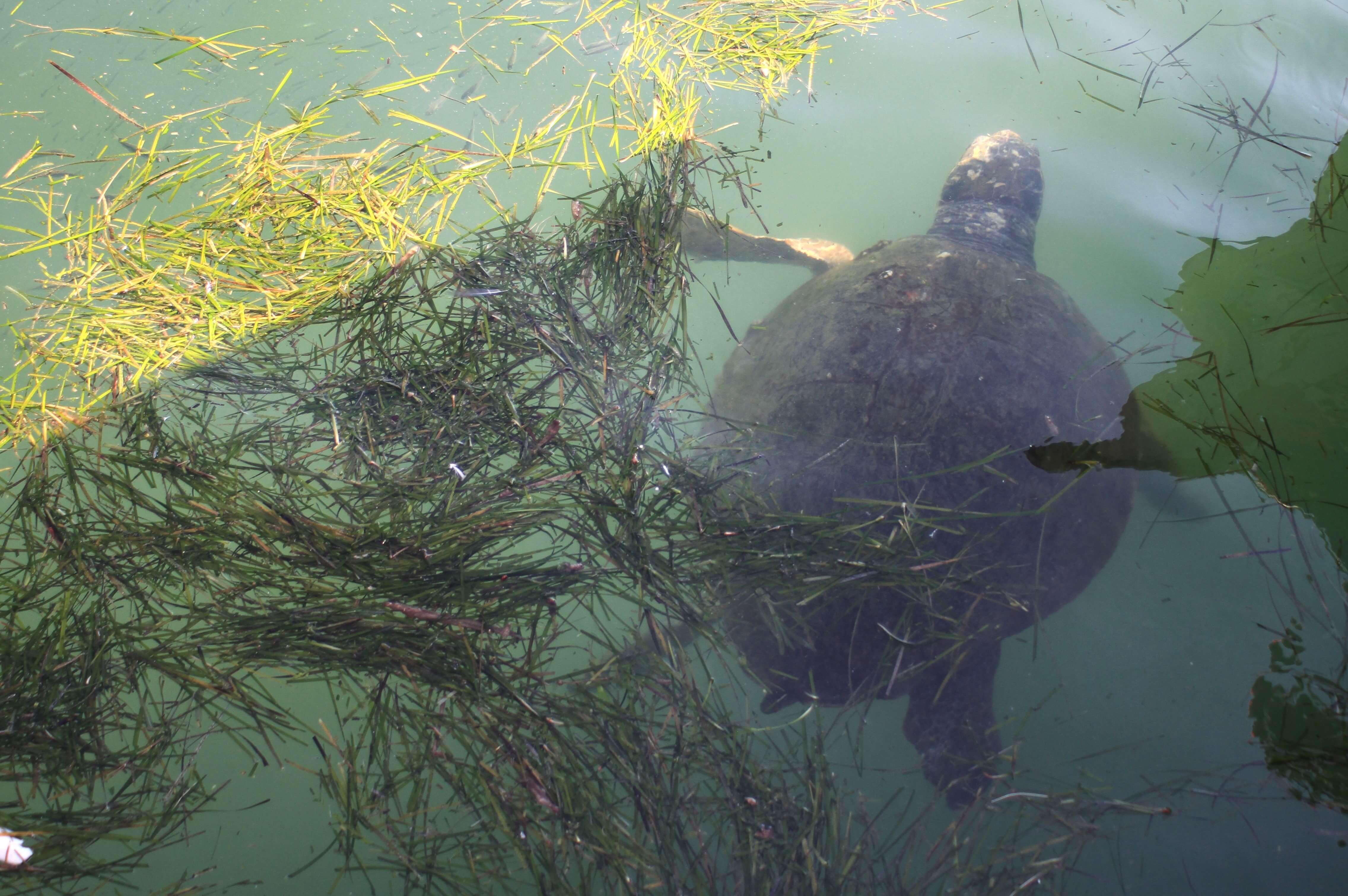 Schildkröte im Hafen von Argostoli